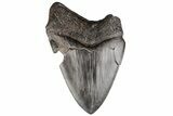 Giant, Fossil Megalodon Tooth - Pathological Root? #199173-1